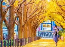 [HCM] Tour Thiết Kế Nhật Bản 7N6Đ: Thung Lũng Kamikochi